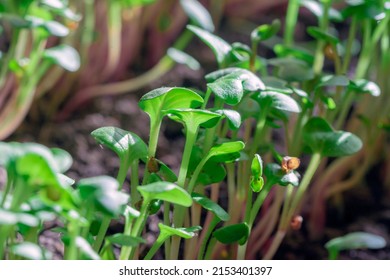 A bunch of radish microgreens growing on a garden bed. The concept of healthy food from fresh garden products grown organically as a symbol of health and natural vitamins. Microgreens close-up.