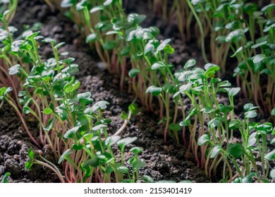 A bunch of radish microgreens growing on a garden bed. The concept of healthy food from fresh garden products grown organically as a symbol of health and natural vitamins. Microgreens close-up.