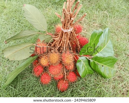 Bunch of rambutan fruits. Ripe rambutan sweet tropical fruit. Rambutan fruits.