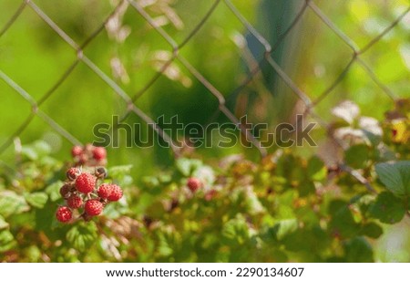 A bunch of raspberry-blackberry hybrid berries (boysenberry) (variety Cumberland) near a garden mesh fence. Boysenberry fruit is a natural remedy for the prevention of cancer. Narrow focus.
