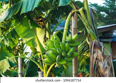 Bunch Of Raw Silver Bluggoe On A Banana Tree. (Musa ABB Group)