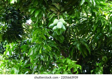 Bunch Of Real Raw Green Mango In Tree