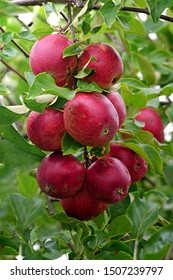 A Bunch Of Red Bad Apples Stung By Worms In An Apple Tree 