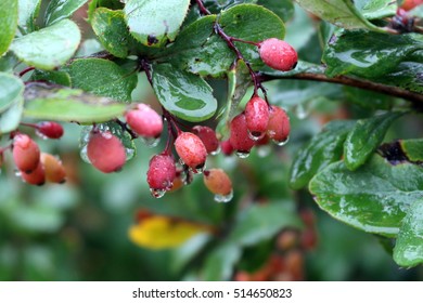 Bunch of red barberry berries in a rain - Shutterstock ID 514650823