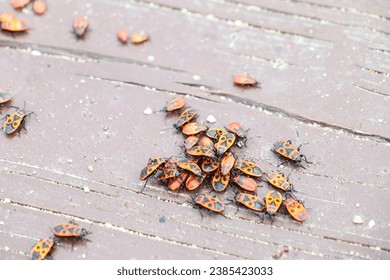 a bunch of red beetles soldiers