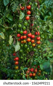 Bunch of red cherry tomatoes