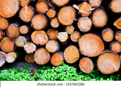 Bunch of red chopped tree trunks. 