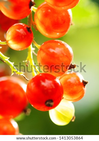 Similar – Foto Bild Tomaten Lebensmittel