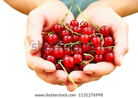 Foto Bild Kinderhand hällt frische Johannisbeeren