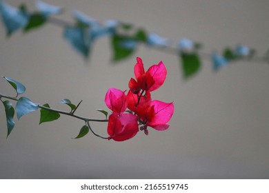 A Bunch Of Red Flowers At Sarnath Temple Varanasi