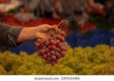 A bunch of red grapes in the hands of the seller at the market. Close-up of carefully selected ripe grapes. Red wine grapes. Healthy organic sweet fruit. Vitamin diet for women - Shutterstock ID 2394314485