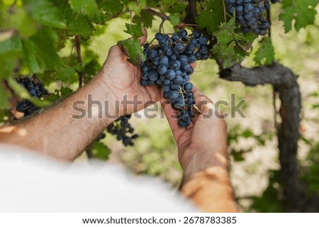A bunch of red grapes held during the harvest. A symbol of viticulture and red wine production. Common varieties: Nebbiolo, Primitivo, Sangiovese, and Merlot.