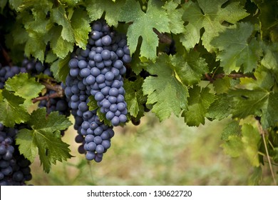 Bunch Of Red Grapes On The Vine With Green Leaves