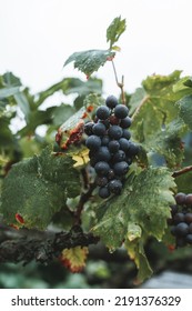 Bunch Of Red Grapes On A Vine In The Evening Light After Rain. The Winegrowers Grapes On A Vine For Red Wine. Selective Focus On The Grapes With Refreshing Rain And Water Drops. Autumn Leaves. 
