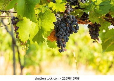 Bunch of red grapes in a vineyard on a sunny day.Summer season. High quality photo