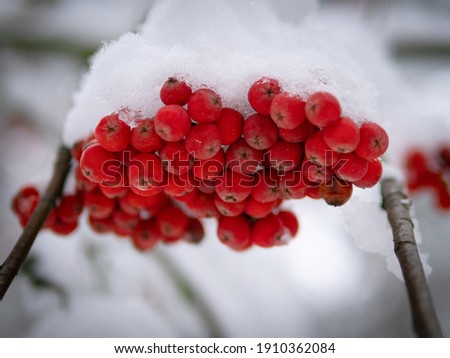 Bunch of red mountain ash under the snow. Winter ashberry under the snow close up. Groups of bright red berries, mountain ash. Red rowanberry under snow, background, mountain ash, hawthorn. Close up