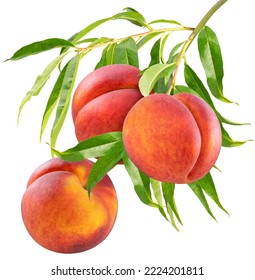 Bunch of Red Peach fruit with leaf 
 isolated on white background, Sweet Red Peach fruit on a branch over white With work path.