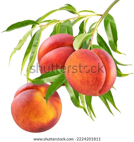 Bunch of Red Peach fruit with leaf 
 isolated on white background, Sweet Red Peach fruit on a branch over white With work path.