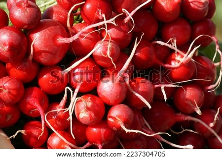 Bunch of red raddish for background 