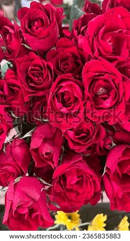 Bunch of red roses, pretty redroses