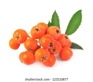 Bunch Of Red Rowan Berry Isolated On White