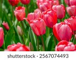 Bunch of red tulips. Close up spring flowers. Amazing red pink tulips blooming in garden. Tulip flower plants landscape. Spring blossom background. Spring blossom red and green background.