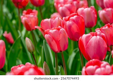 Bunch of red tulips. Close up spring flowers. Amazing red pink tulips blooming in garden. Tulip flower plants landscape. Spring blossom background. Spring blossom red and green background. - Powered by Shutterstock