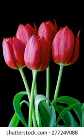 Bunch of red tulips on a black background