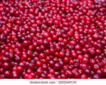 Bunch of Redberries