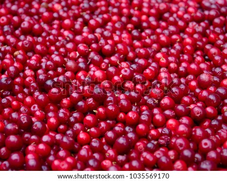 Bunch of Redberries