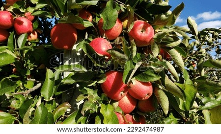 A Bunch of Redd Gala Apple on an Apple Tree