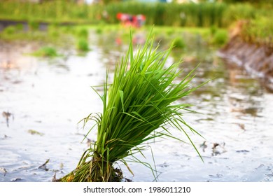 Bunch Of Rice Seedling Made Ready For Transplantation In The Main Wet Field Of The Chitwan District Of Nepal, Asia.