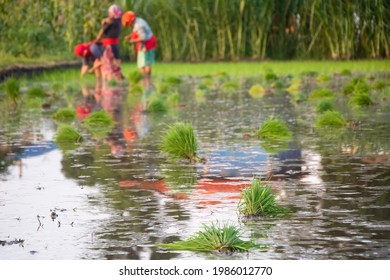 Bunch Of Rice Seedling Made Ready For Transplantation And Are Scattered In The Main Wet Field Of The Chitwan District Of Nepal, Asia.