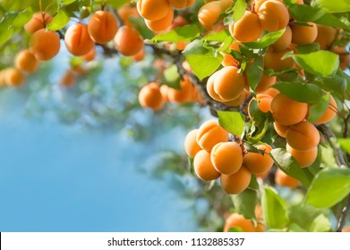 Bunch of ripe apricots hanging on a tree. Ukraine. 