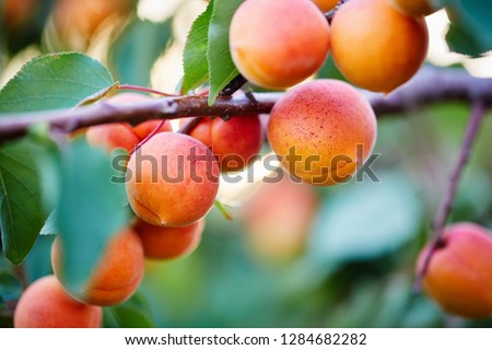 A bunch of ripe apricots on a branch