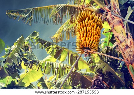 Bunch of ripe bananas on tree. Agricultural plantation at Madeira island 