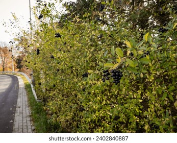 Bunch of ripe black chokeberry on a branch near the road