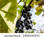 bunch of ripe black Isabella grapes close up in vineyard on sunny autumn day