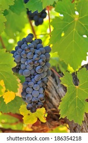 Bunch Of Ripe Cabernet Sauvignon Grapes Amid Healthy Green Leaves