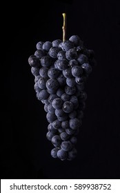 bunch of ripe dark grape with drops of water isolated on black background