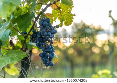 A bunch of ripe grapes from a farm during sunset in the background on the horizon wine, moving in strong wind before harvesting and preparing wine in the South Moravia region