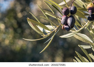 bunch of ripe Kalamata olives hanging on olive tree branch with blurred background and copy space - Powered by Shutterstock