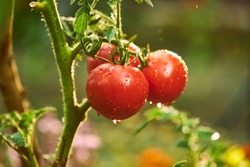 Bunch Of Ripe Natural Cherry Red Tomatoes In Water Drops Growing In A Greenhouse  Ready To Pick