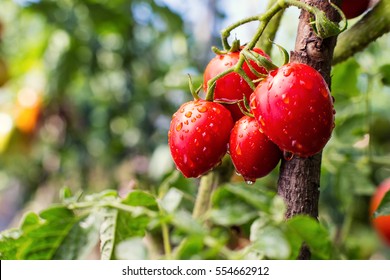 Bunch of ripe natural cherry red tomatoes in water drops growing in a greenhouse  ready to pick