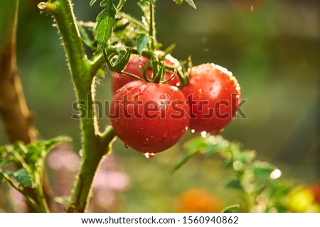 Bunch of ripe natural cherry red tomatoes in water drops growing in a greenhouse  ready to pick