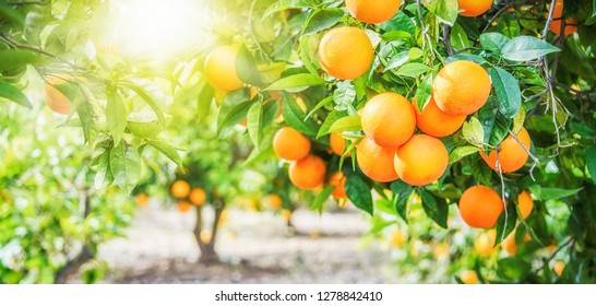 Bunch of ripe oranges hanging on a tree, Spain, Costa Blanca 
