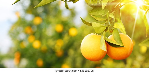 Bunch of ripe oranges hanging on a tree, Spain, Costa Blanca