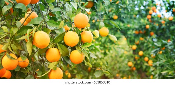 Bunch of ripe oranges hanging on a tree, Spain, Costa Blanca - Shutterstock ID 633853310