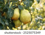 Bunch of ripe pears on tree branch, Pears on a background of green foliage