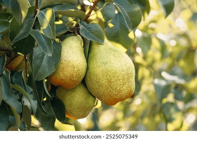 Bunch of ripe pears on tree branch, Pears on a background of green foliage